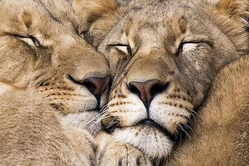 animal-passion-lions.jpg