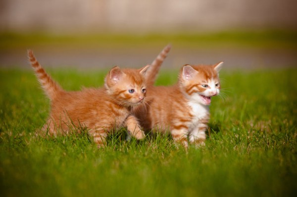 Cat-Cat_Guide-Two_young_kittens_playing_together_outside_on_the_grass.jpg