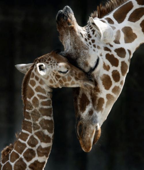 animal-passion-giraffe.jpg