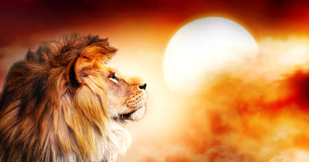 170618699-lion-d-afrique-et-coucher-de-soleil-en-afrique-thème-du-paysage-de-la-savane-africaine-roi-des.jpg